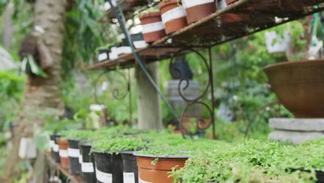 general view of plants in flowerpots on shelves in garden