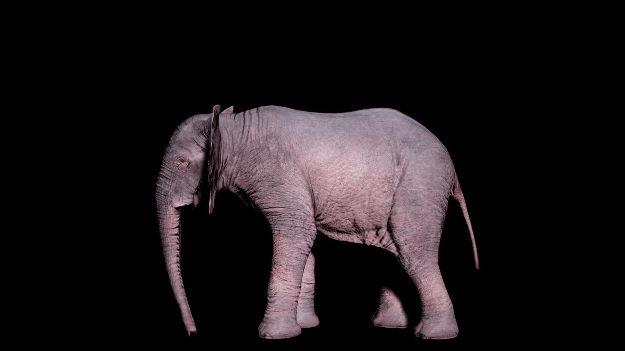 큰 아프리카 코끼리가 고립된 배경에 발로 땅을 파고 알파 채널과 함께 동물, 자연 및 교육 배경에 대한 원활한 루프 애니메이션.