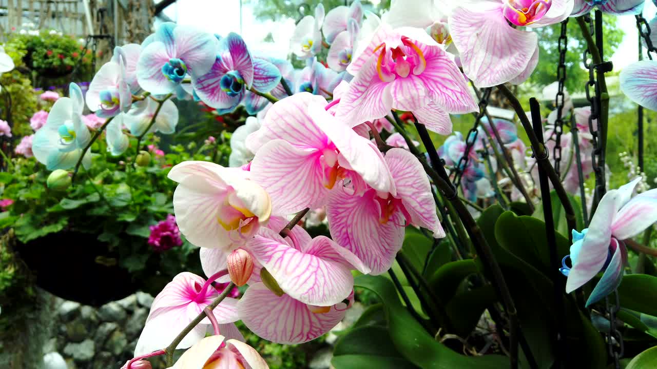 Big bunch of tropical blooming blue and pink orchid in the flower orangery.