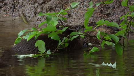 par de castores salvajes masticando rama de árbol en el río algonquin