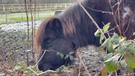 primer plano de un pony shetland comiendo hierba entre las zarzas de invierno, luz del día de invierno