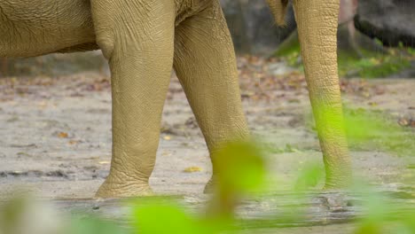 Elefantenrüssel-Während-Des-Regens,-Der-Ein-Schlammbad-Nimmt,-Zoo-In-Singapur,-Asiatisch