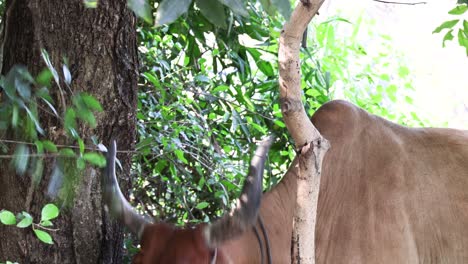 la vaca mordisquea las hojas, girando la cabeza, en la naturaleza