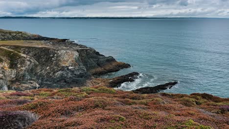 coastal sea cliff on gloomy day, small dry flowers and plants in foreground