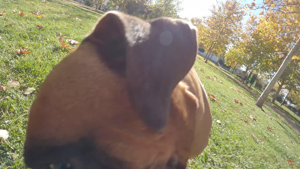 Boxer dog running on the grass while playing with a toy outdoors in a park. Animals concept.