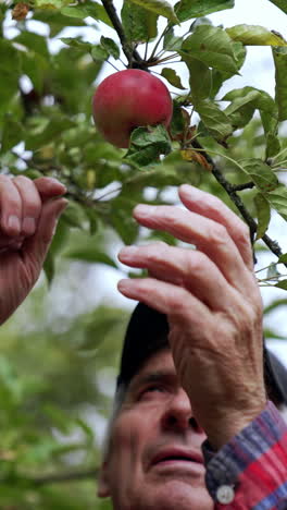 gardener harvesting fresh fruits. apple gardening handsome man.