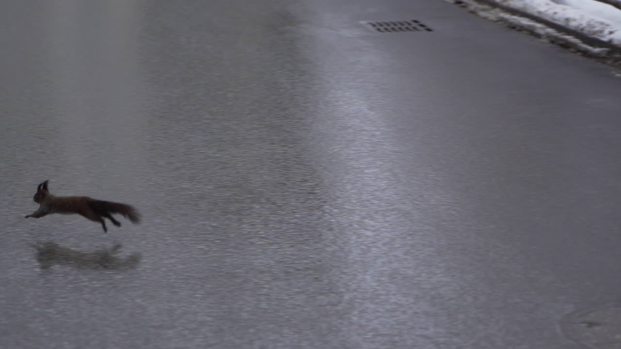 겨울에 길을 건너는 다람쥐