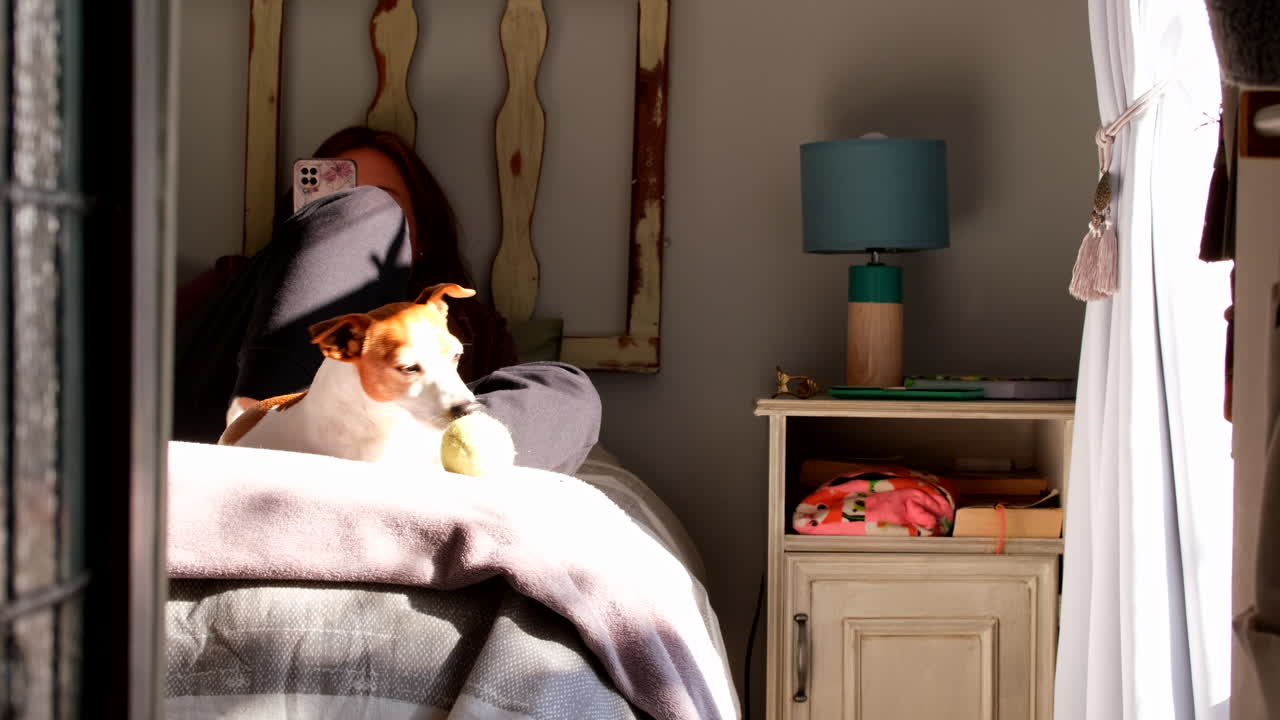Pet Jack Russell dog basking in sun on bed near female owner occupied on phone