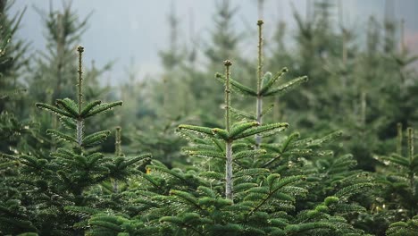 camera panning over closely grouped fir trees