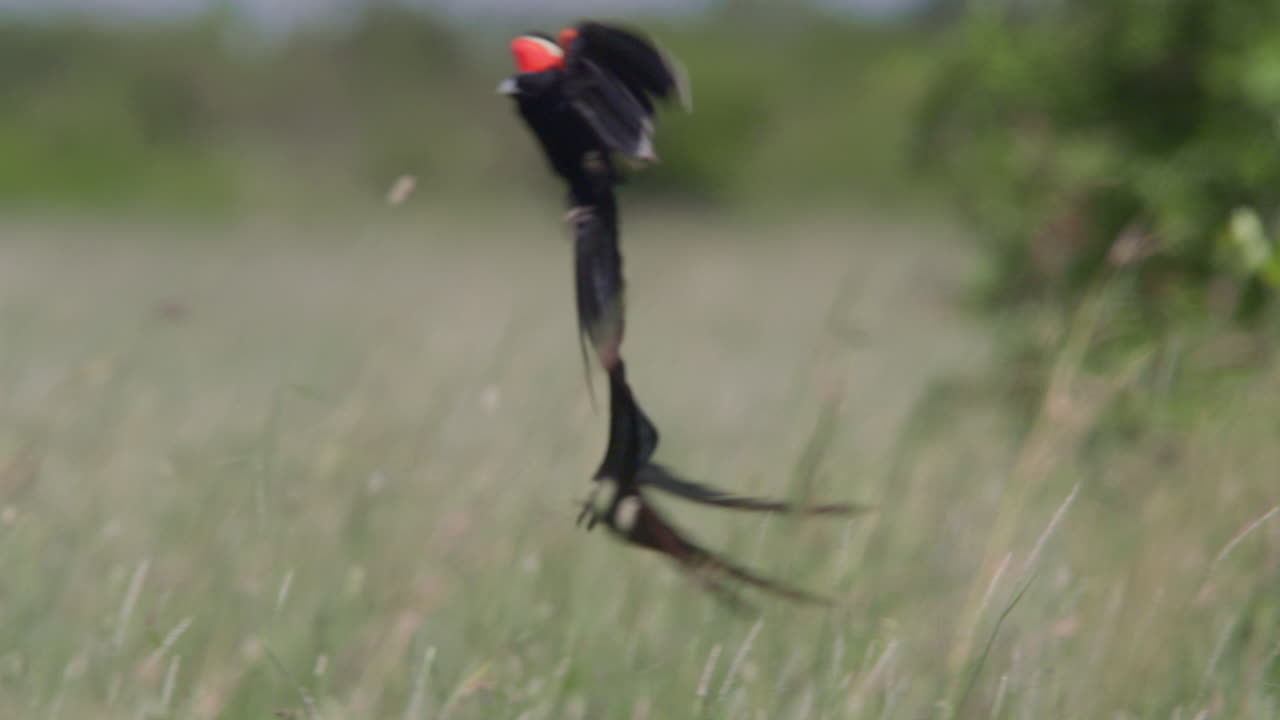 Rallentatore di un uccello dalle ali rosse e coda lunga in volo in un campo erboso