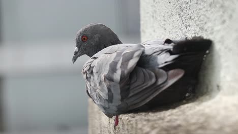 Me-Perdí-Ese-Amanecer,-Pero-Dios-Me-Regaló-Esta-Pieza-Que-Podía-Fotografiar-Muy-De-Cerca-Con-Una-Respiración-Muy-Lenta-O-De-Lo-Contrario-Se-Habría-Ido-Volando.