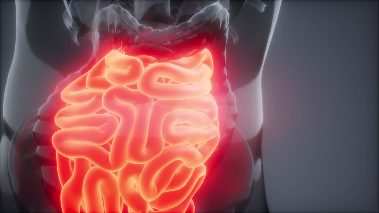 examen de radiología del intestino delgado humano