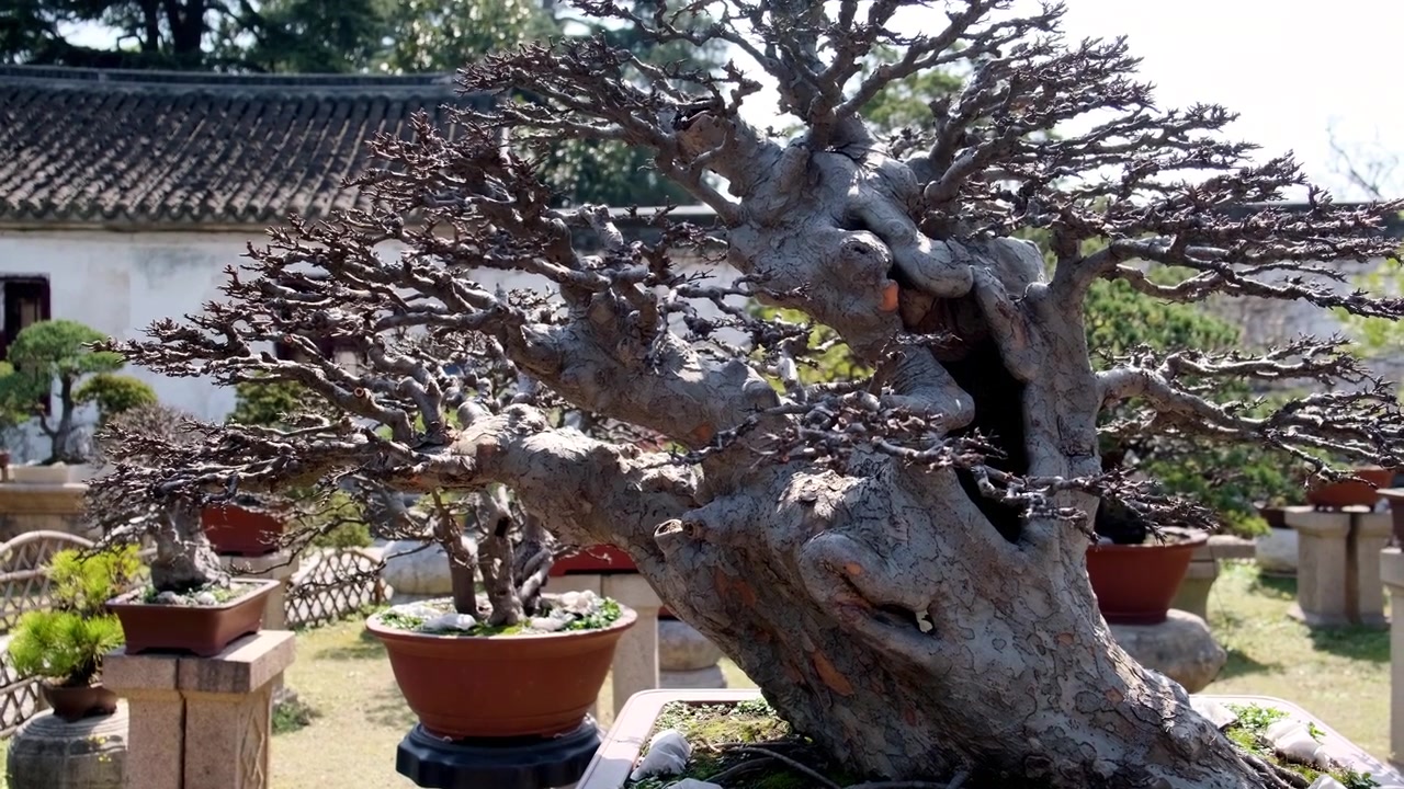 Kalın, dokulu gövdesi ve karmaşık, çıplak dalları olan devasa antik bir bonsai ağacı, klasik bir avlu bahçesinde büyük bir saksıda duruyor.