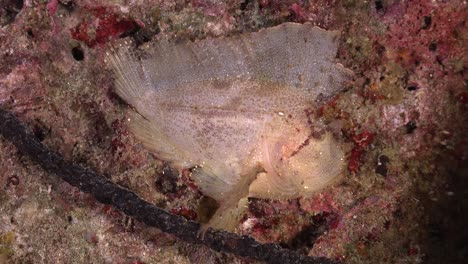 white leaf scorpionfish mimicking dead leave on coral reef at night