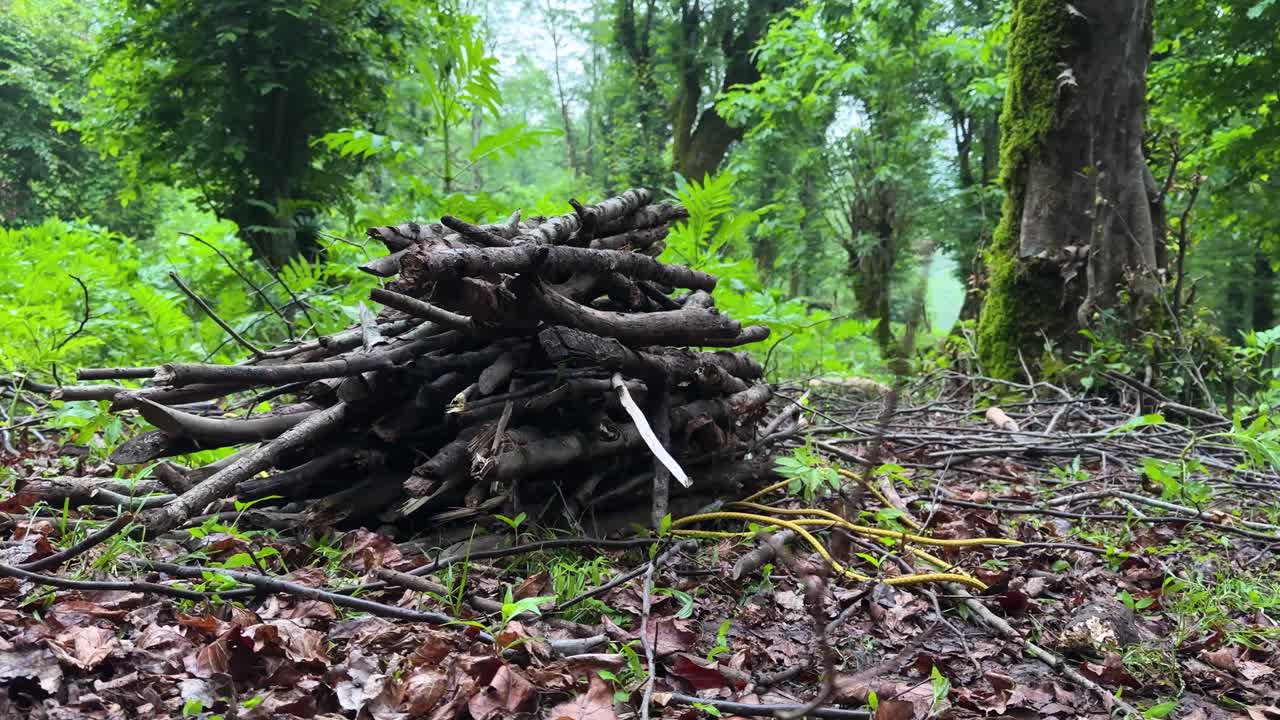 숲에서 캠프 불 hyrcanian 자연 자연 장소 녹색 환경에서 건조한 나무 스틱 야생 생존 시골 생활 시골 여행 훌륭한 풍경 요리를 즐기기 위해 이란 목적지
