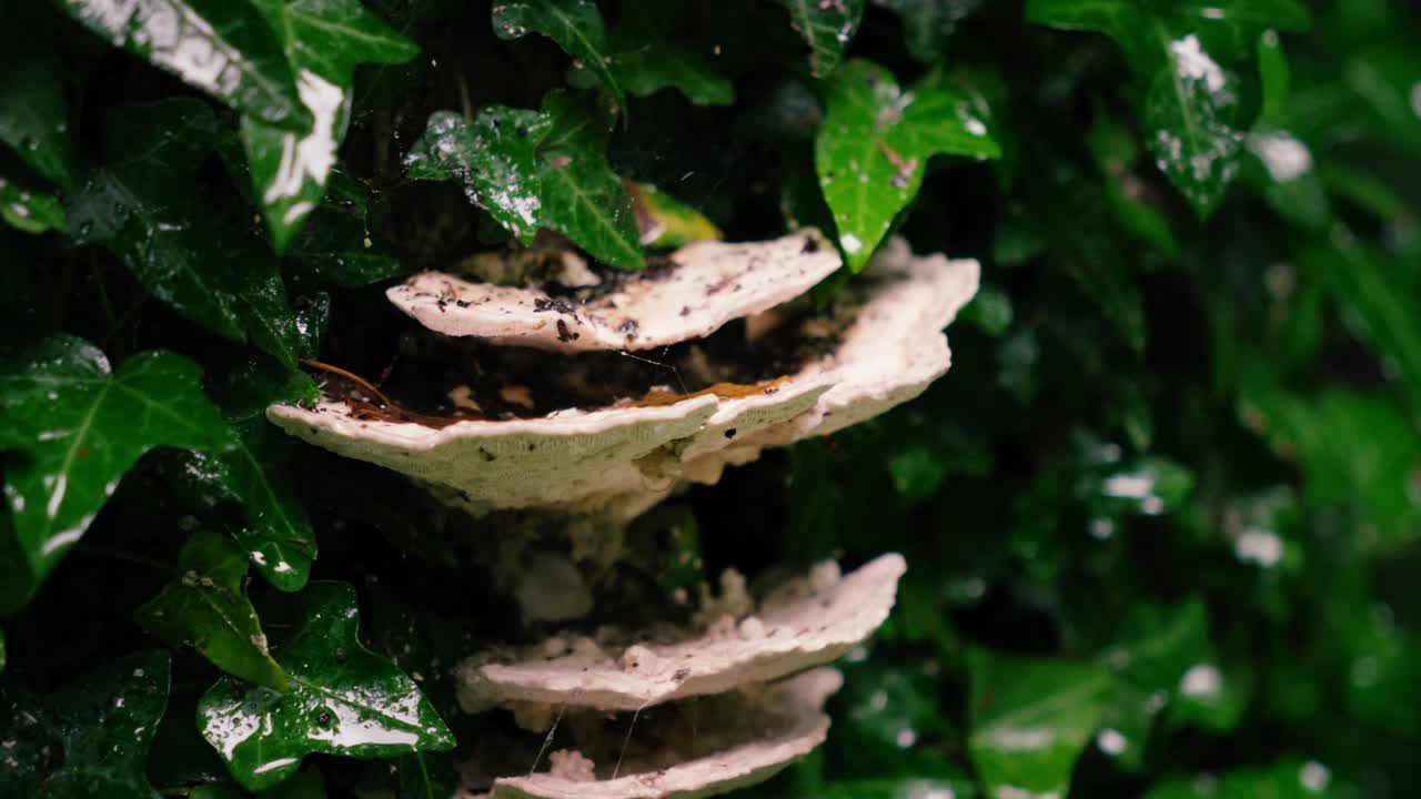 Closeup of ivy leaves growing on tree with white protruding tree fungus in a slight panning cinematic shot with lots of background blur in Middle Europe
