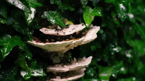 closeup of ivy leaves growing on tree with white protruding tree fungus in a slight panning cinematic shot with lots of background blur in middle europe
