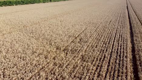 Aerial-rising-crane-shot-over-a-field-with-crop-growing,-to-show-the-landscape-green-landscape-beyond