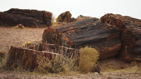 Giant wood log with vegetation at Petrified Forest National Park in Arizona, static shot