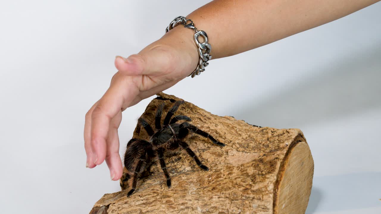 Aydınlık stüdyo ışığında, bir insan elinin büyük bir evcil tarantulaya bir odun üzerinde dikkatlice dokunuşunun yakın çekimi