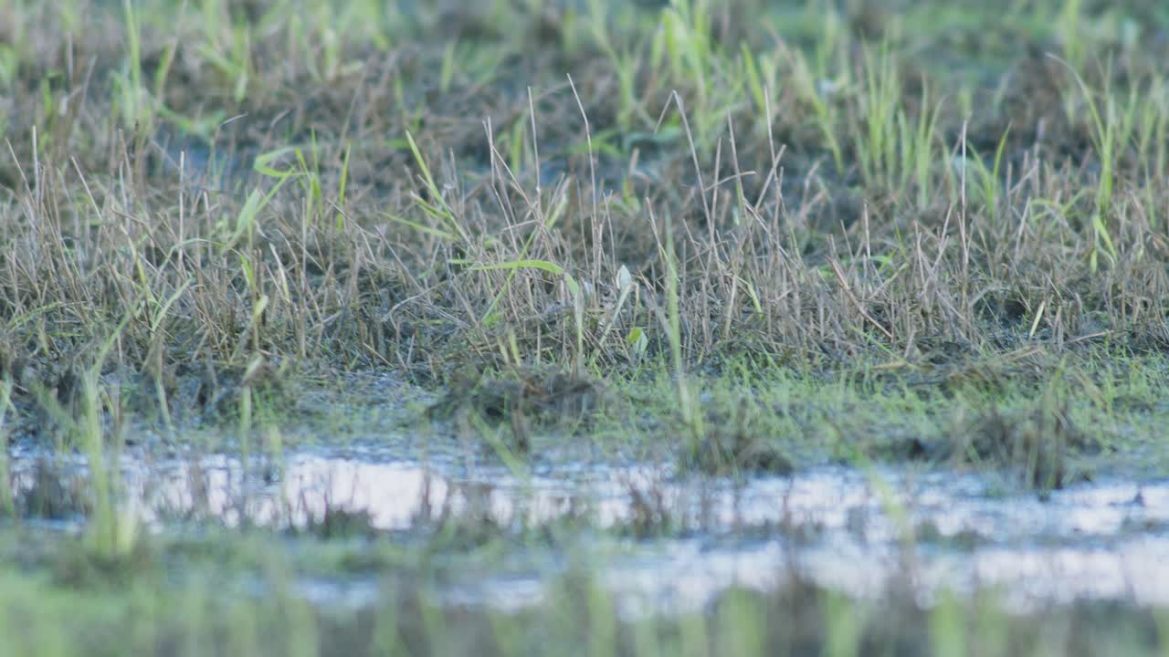 어린 새끼가 풀 속에서  ⁇ 고 숨어 있습니다.