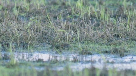 juvenile lapwing chick walking and hiding in grass