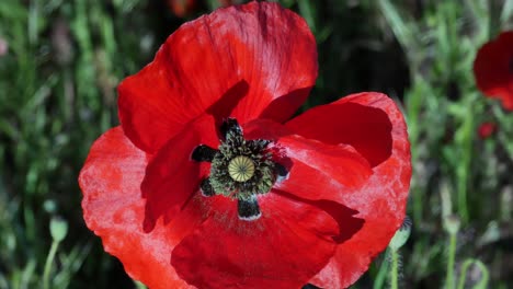 a poppy with two small bees inside