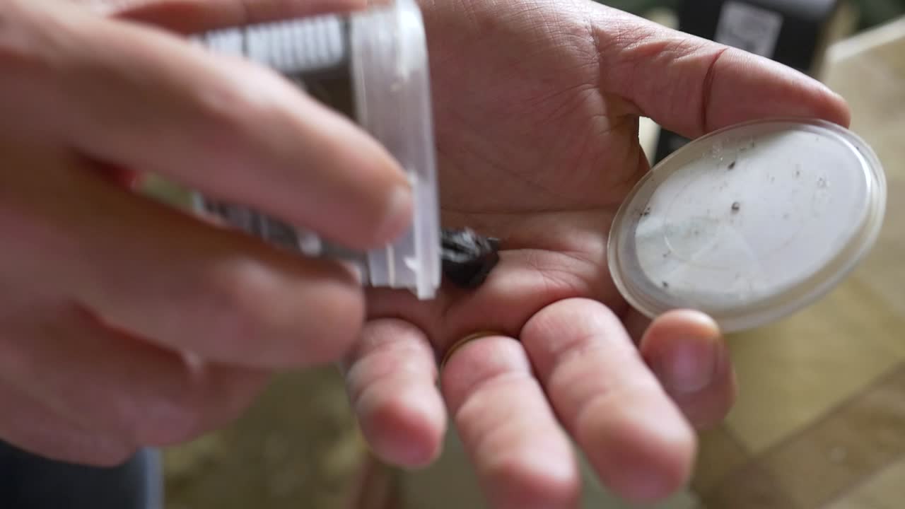 muestra el ajo negro sacado de un frasco