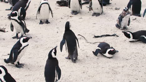 Colonia-De-Pingüinos-Africanos-En-La-Playa-De-Ciudad-Del-Cabo,-Sudáfrica,-Playa-De-Cantos-Rodados