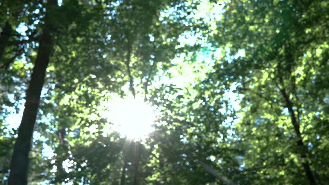 fondo desenfocado de los árboles y rayos de sol atravesando las hojas, movimiento de izquierda a derecha lentamente