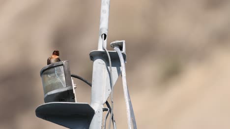 pájaro descansando en lo alto de una lámpara de luz urbana