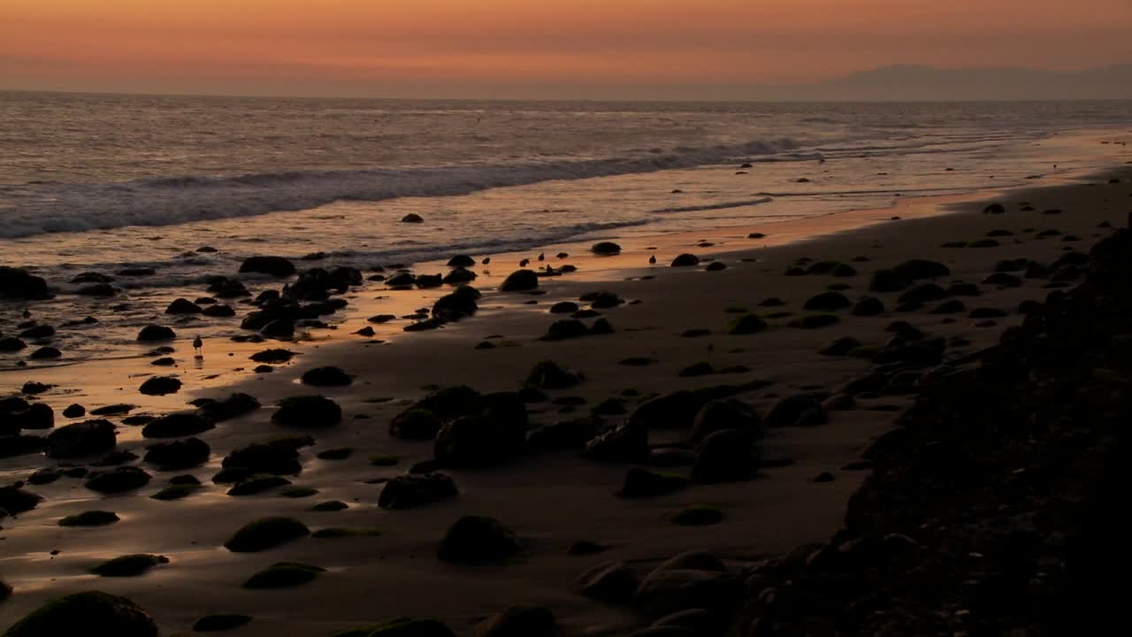 새들은 황혼 2에 해안을 따라 풀을 뜯는다