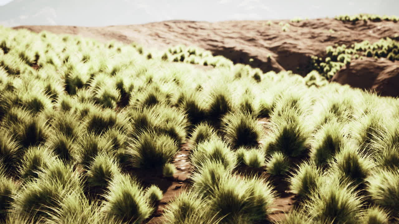 언덕 위 의 울창 한 풀 과 뒷면 에 해 가 지는 곳