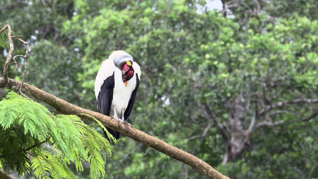 el buitre rey sentado en una rama, limpiando las plumas