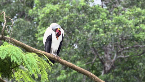 king vulture  perched on a branch, preening feathers