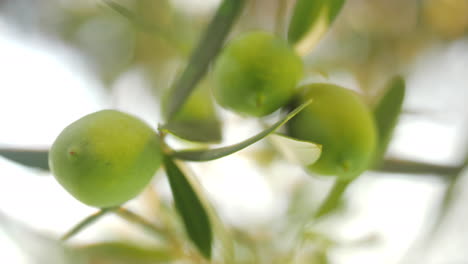 tree branch with green olives