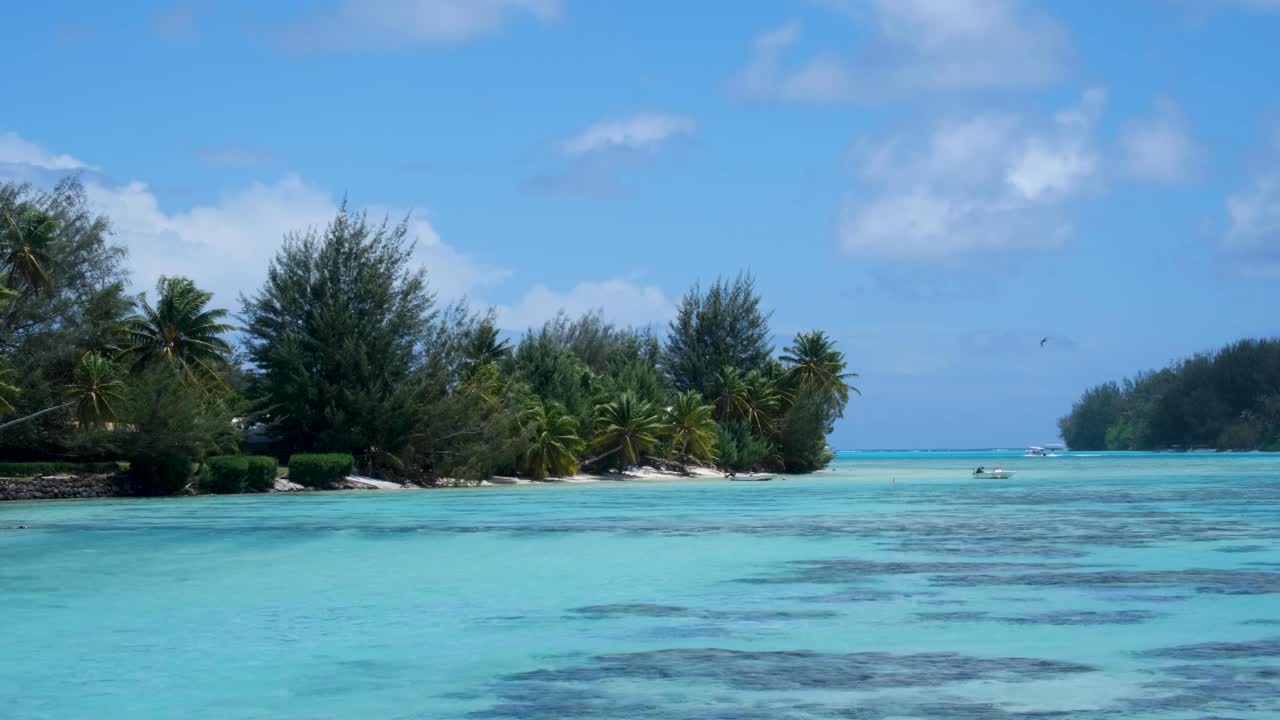 Naturskøn udsigt over hvid sandstrand, krystalklart turkist havvand og palmetræer på den tropiske ø Moorea i Fransk Polynesien, Stillehavet