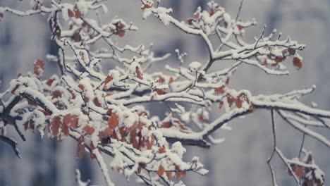 La-Primera-Nieve-Ligera-Cubre-Las-Hojas-Secas-De-Otoño-En-Las-Ramas-Delgadas-Y-Delicadas