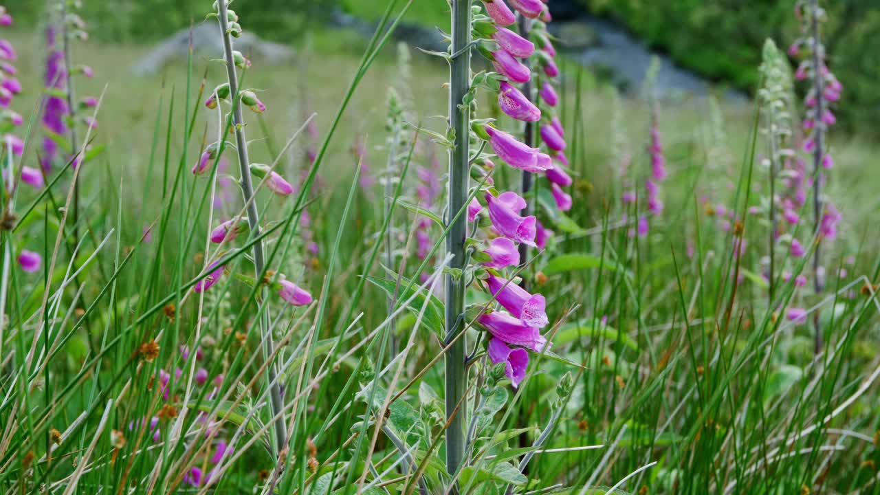 영국 시골에서 디기탈리스 꽃을 수분하는 바쁜 꿀벌