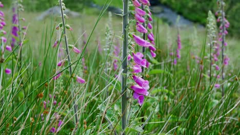 busy bee pollinating foxglove flowers in the countryside, uk