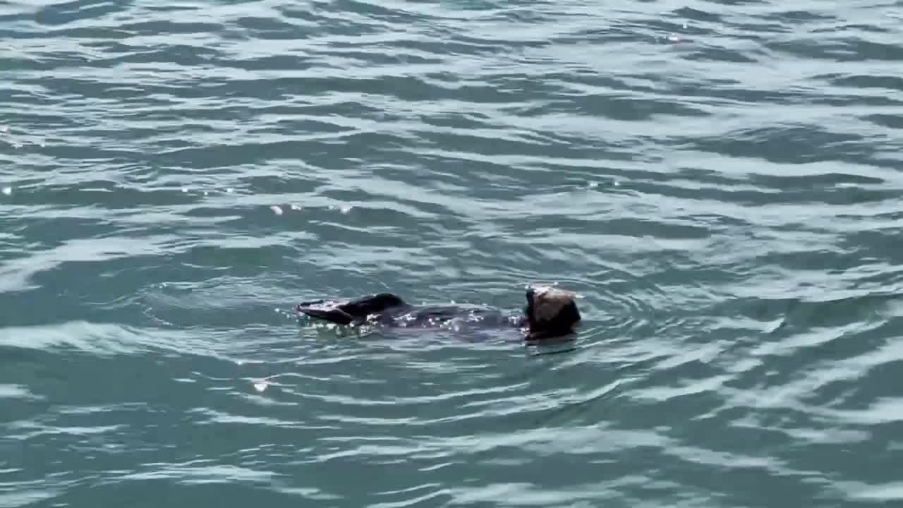 Sea Otter Swimming in the Ocean