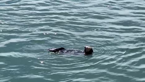 sea otter swimming in the ocean