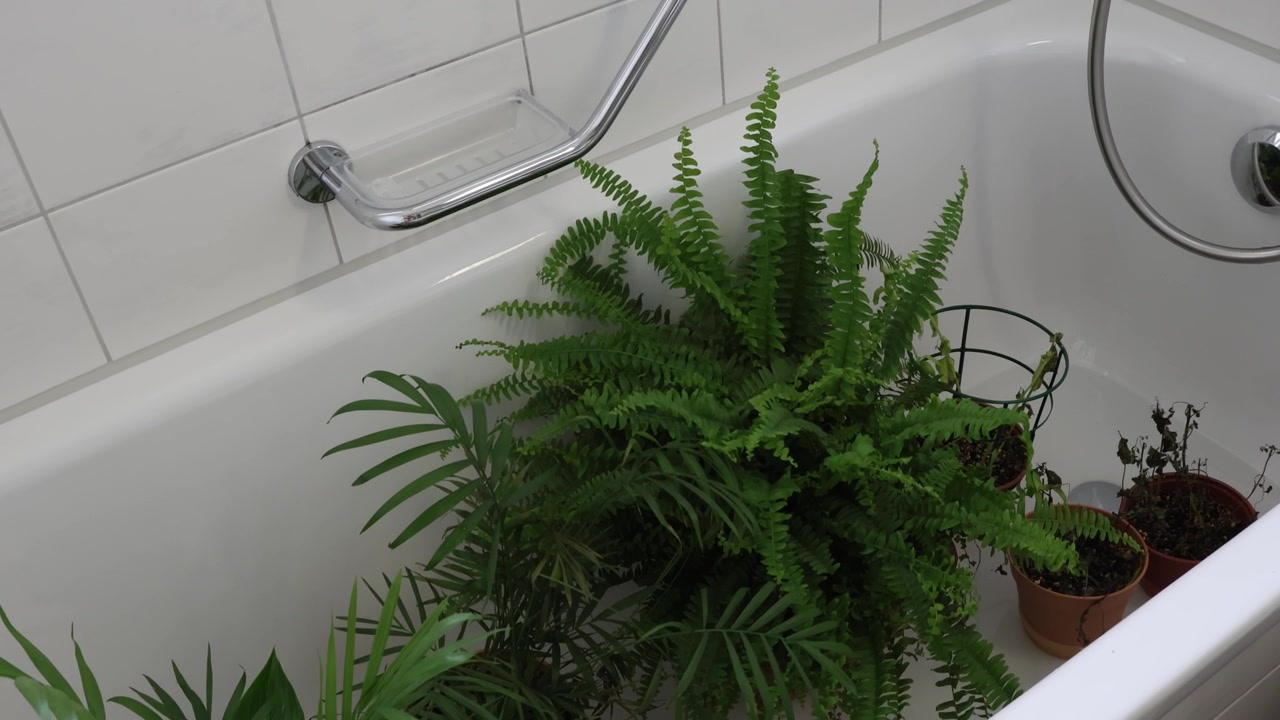 Bottom watering home plants in a bath tub, home gardening