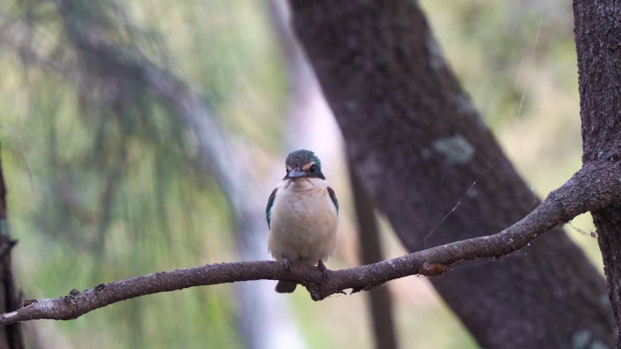 A wild kingfisher perched on a branch, with a soft-focus background of trees and foliage, surveying the surroundings, close up shot