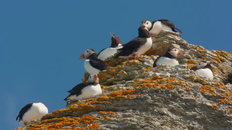 group of atlantic puffins funny bird resting on top cliff in close up