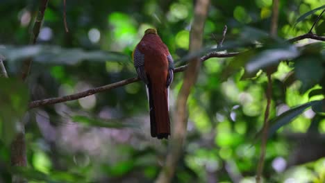 Trogón-De-Pecho-Naranja,-Harpactes-Oreskios,-Parque-Nacional-Kaeng-Krachan,-Tailandia