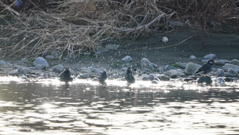 Estorninos-De-Mejillas-Blancas-Limpiándose-En-El-Agua-En-El-Río-Futakotama-En-Tokio,-Japón---Tiro-Estático-En-ángulo-Bajo