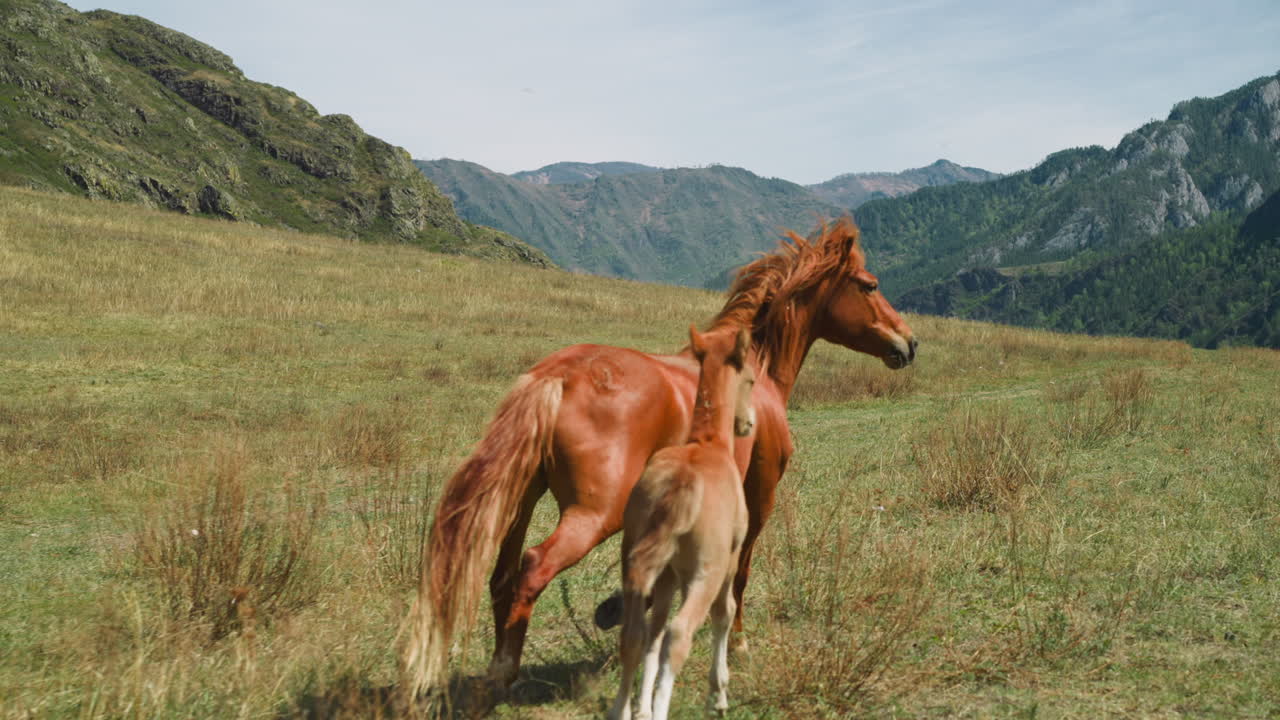 el caballo castaño y el lindo potro corren juntos a lo largo de un amplio pasto