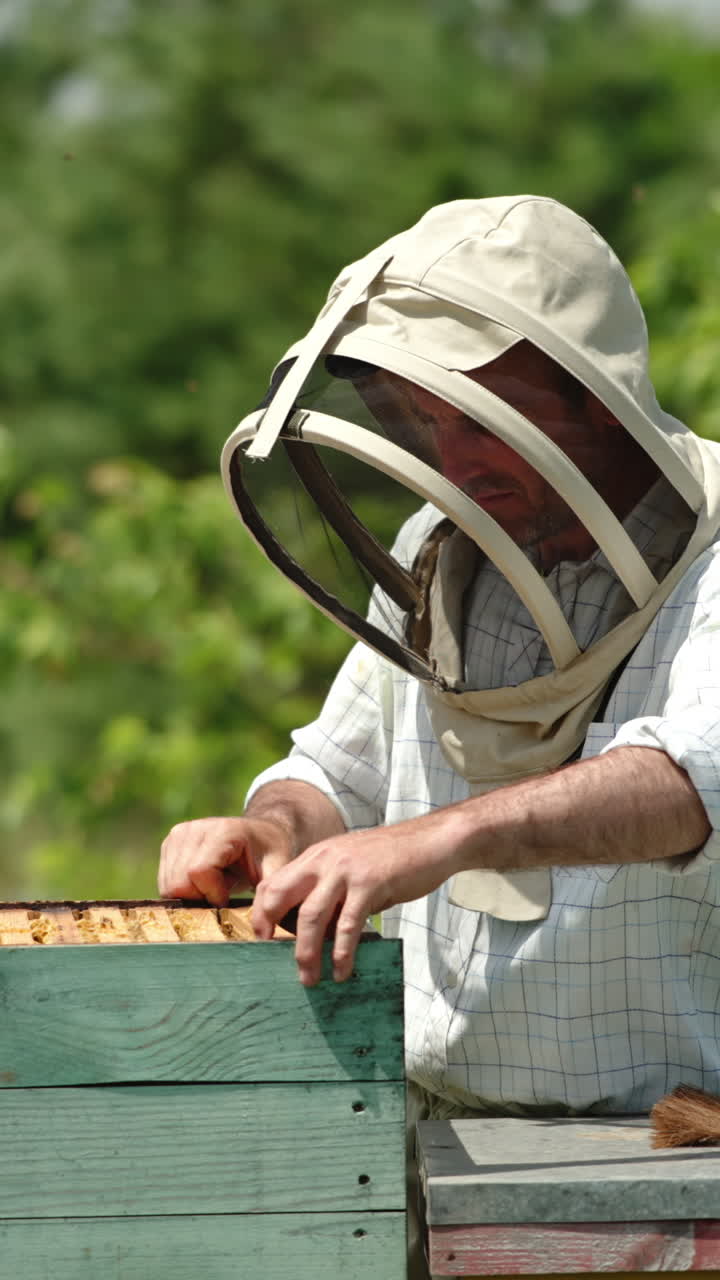 Apiary farmer takes a frame out of hive and looks at it carefully. Dark frame with half-sealed honey cells in man's hands. Nature backdrop on sunny day. Vertical video