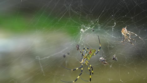 joro banana spider crawling along the web